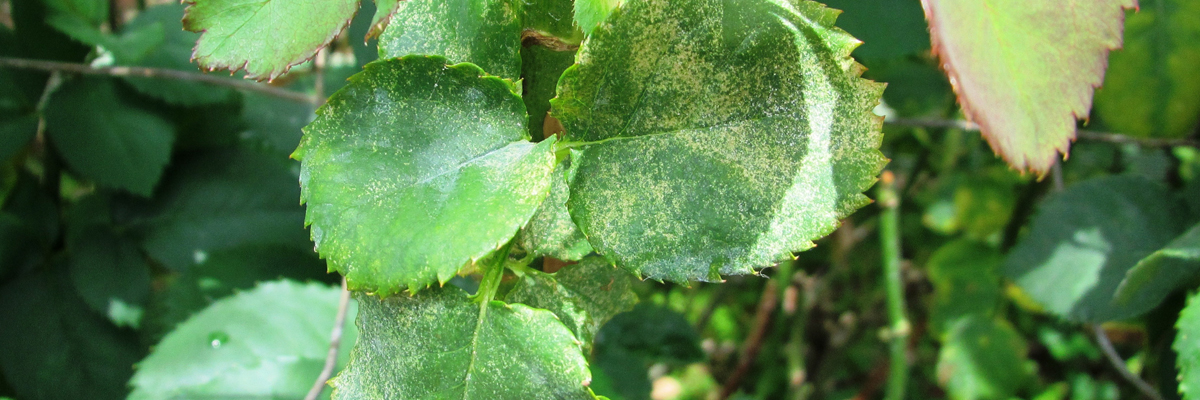 Two Spotted Spider Mites - Understanding and Avoiding their Wrath